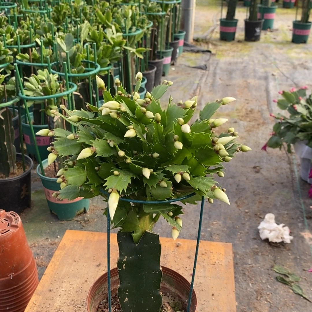 顺***然无花朵612嫁接白玛丽