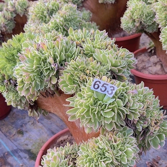 婵***婵多肉植物一个白凤追