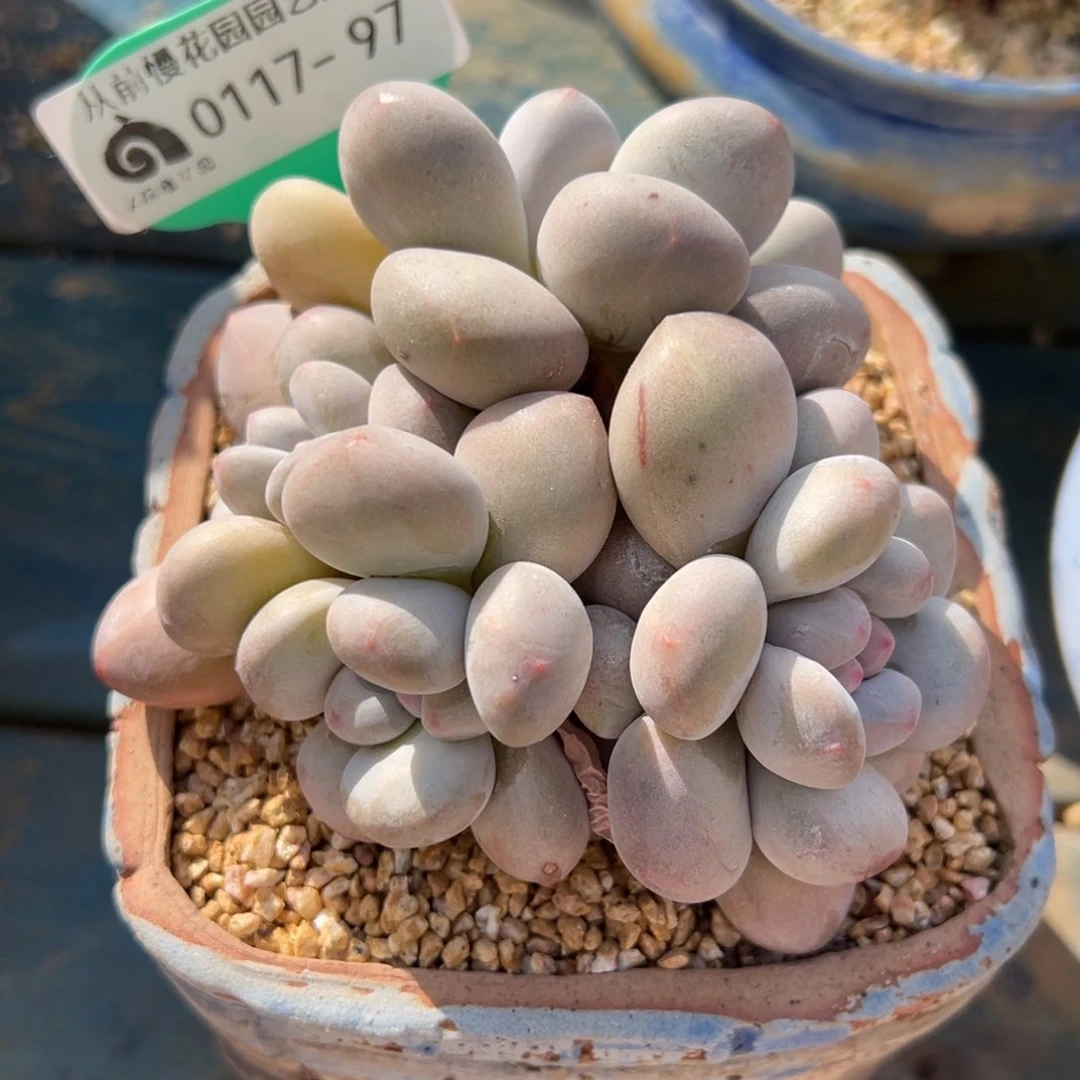 从前慢多肉精选编号0117.97