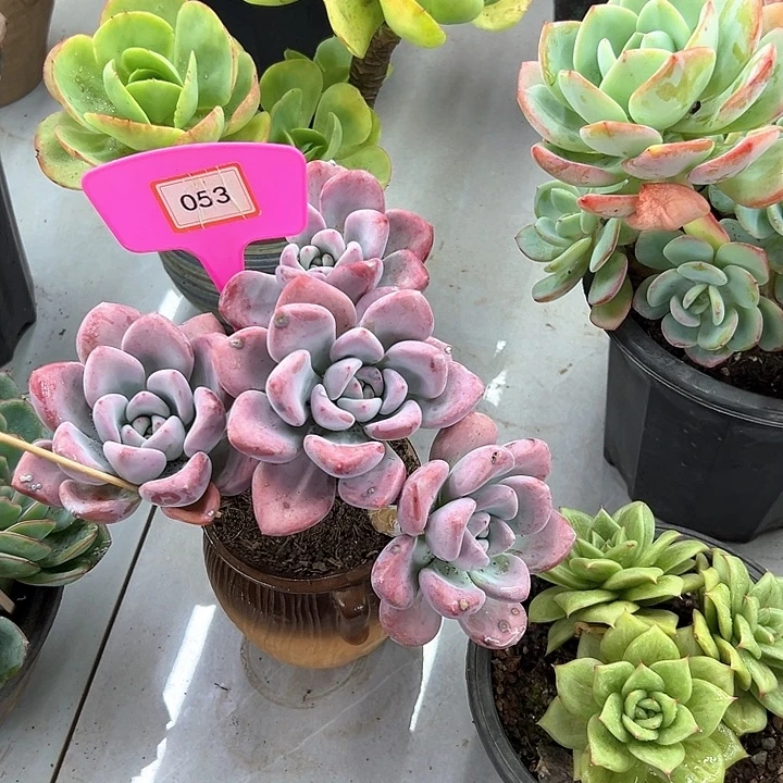 纯***青奥普多肉植物纤维053