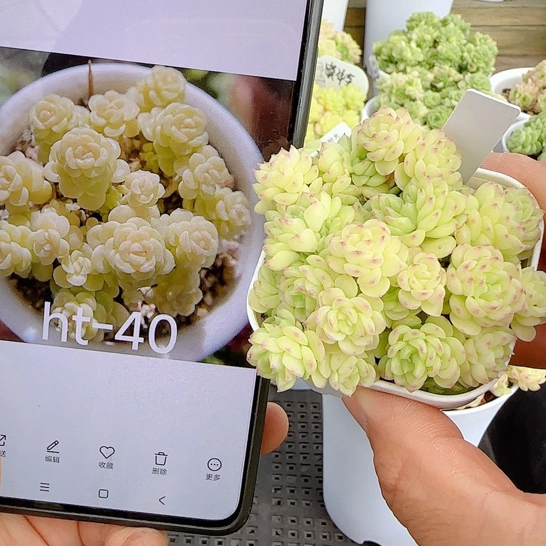 N****【闪购商品】0627-104（ht-40）