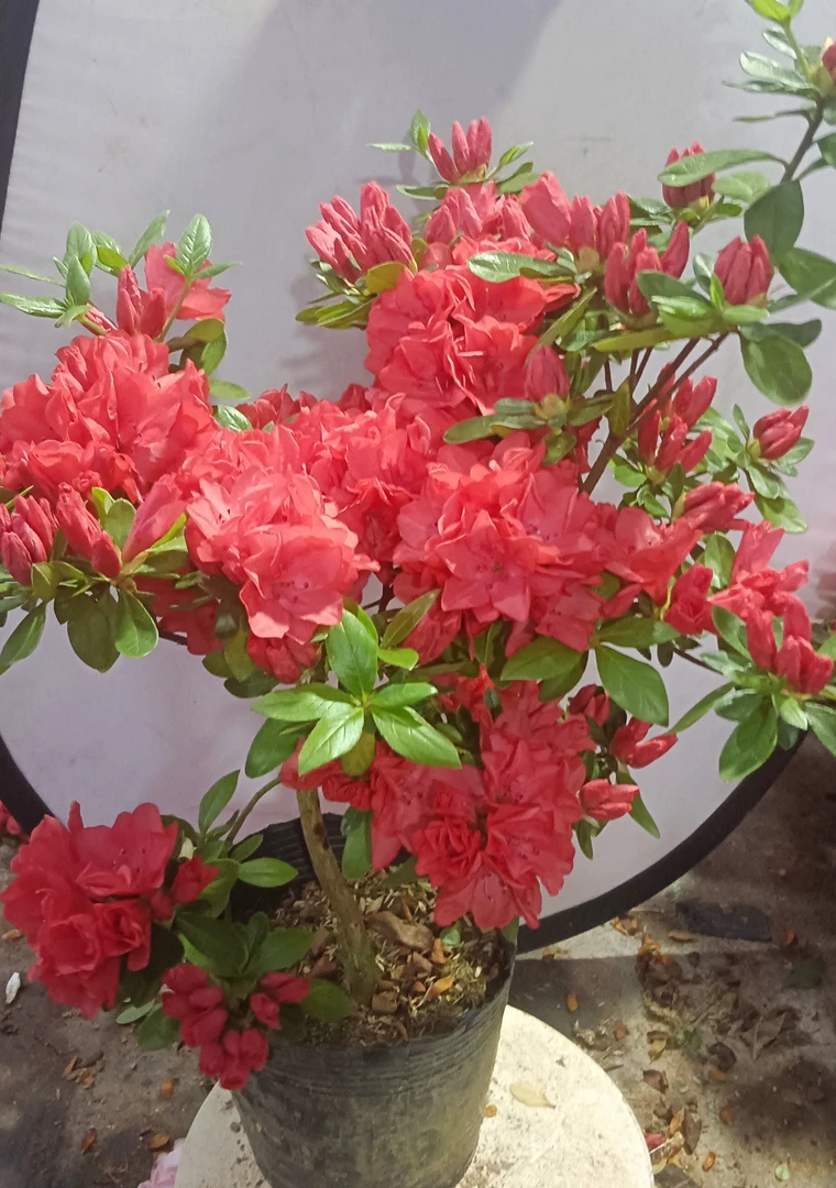 丹东红火烈鸟花色艳丽室内外漂亮好养花卉