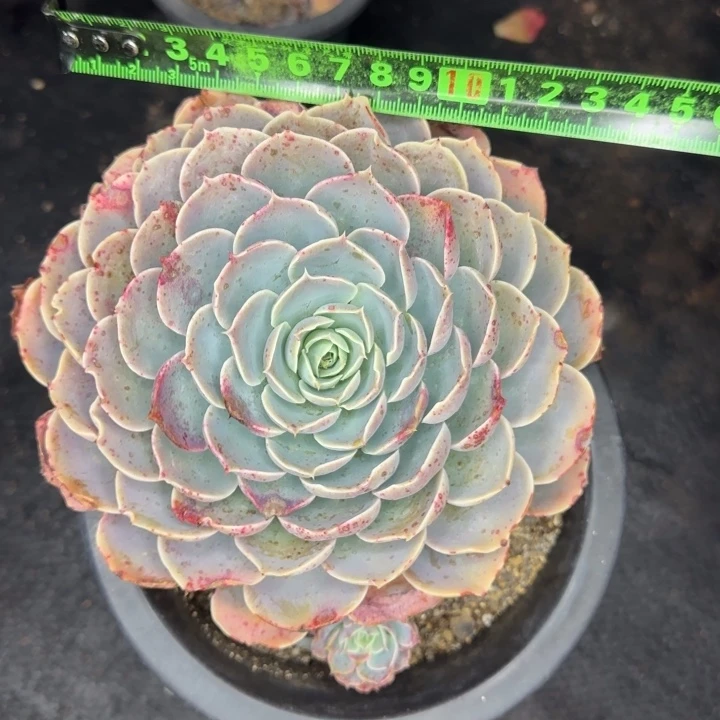 天赐401 多肉植物一物一拍