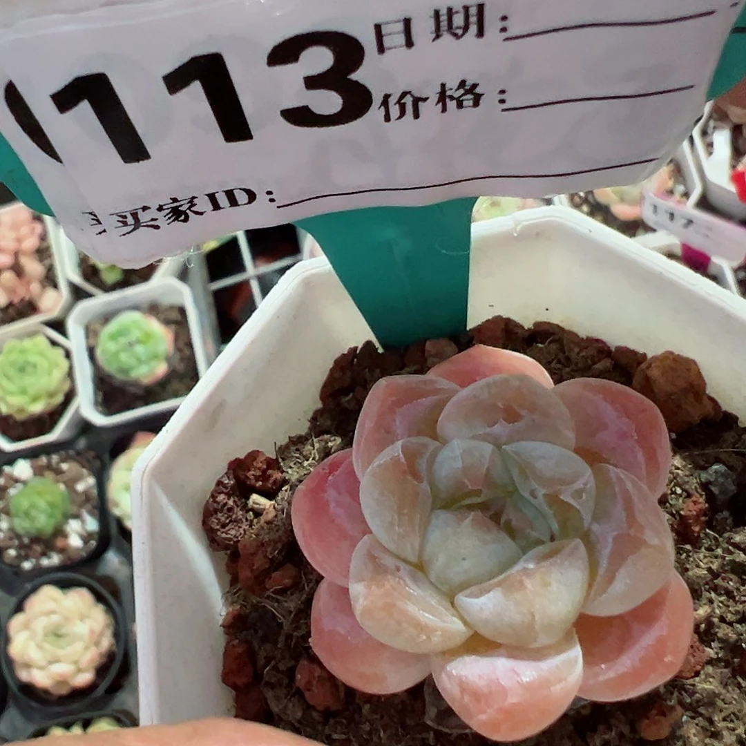 113糖心十八bao y