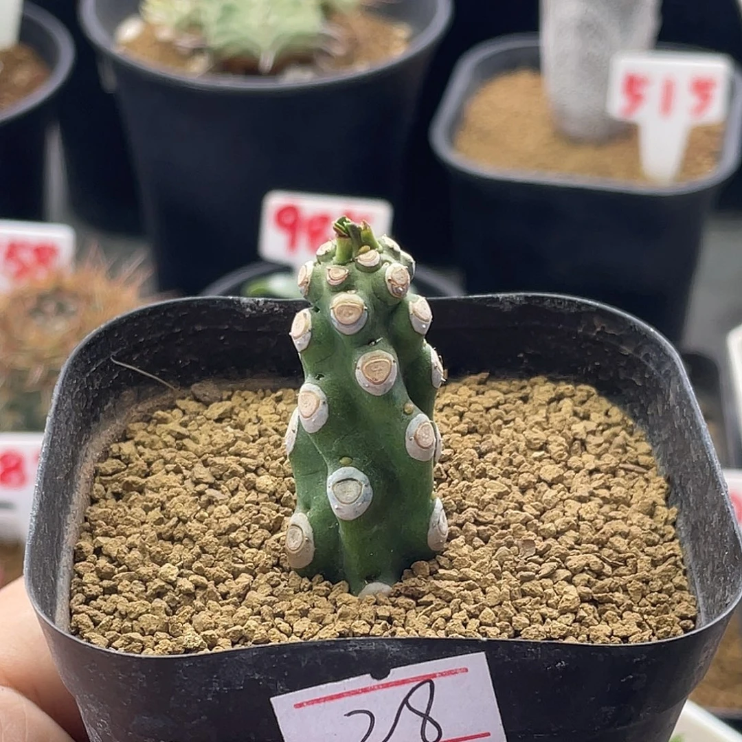 猪鼻子大戟 无刺霸王鞭