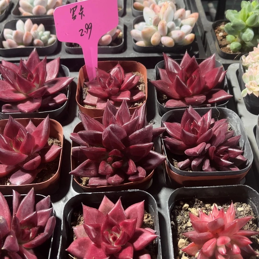 罗卡精品多肉植物