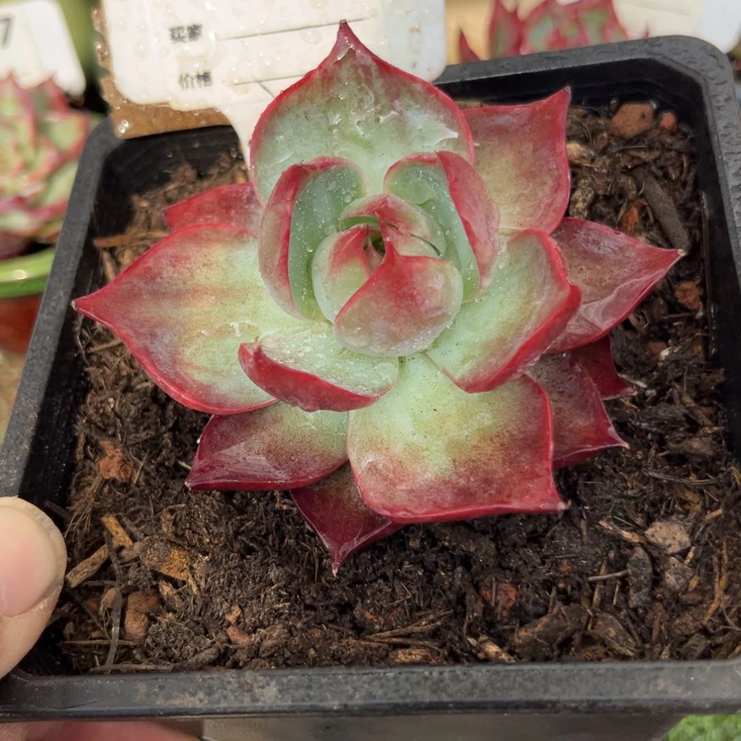 惊鸿一瞥856号多肉