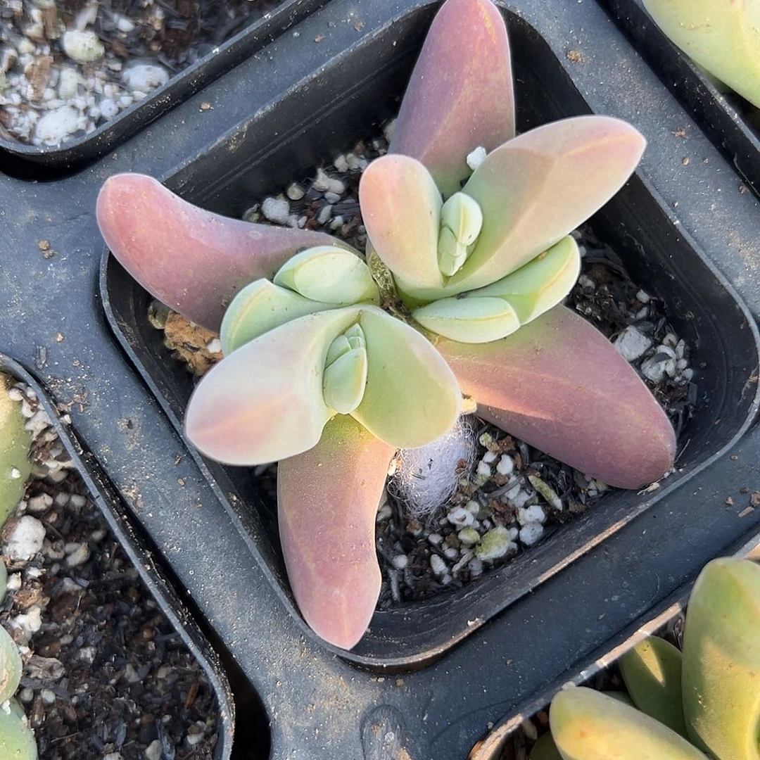 多肉植物大白鲨开花