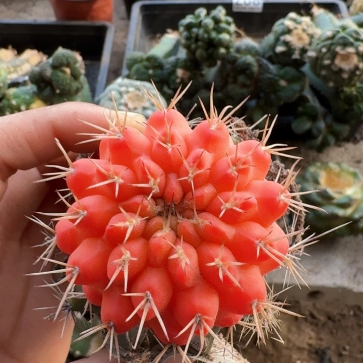 040勇将丸红锦仙人球