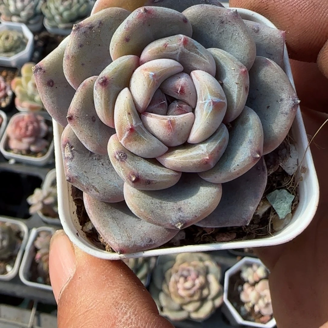 多肉小卡拉米糖心一物一拍