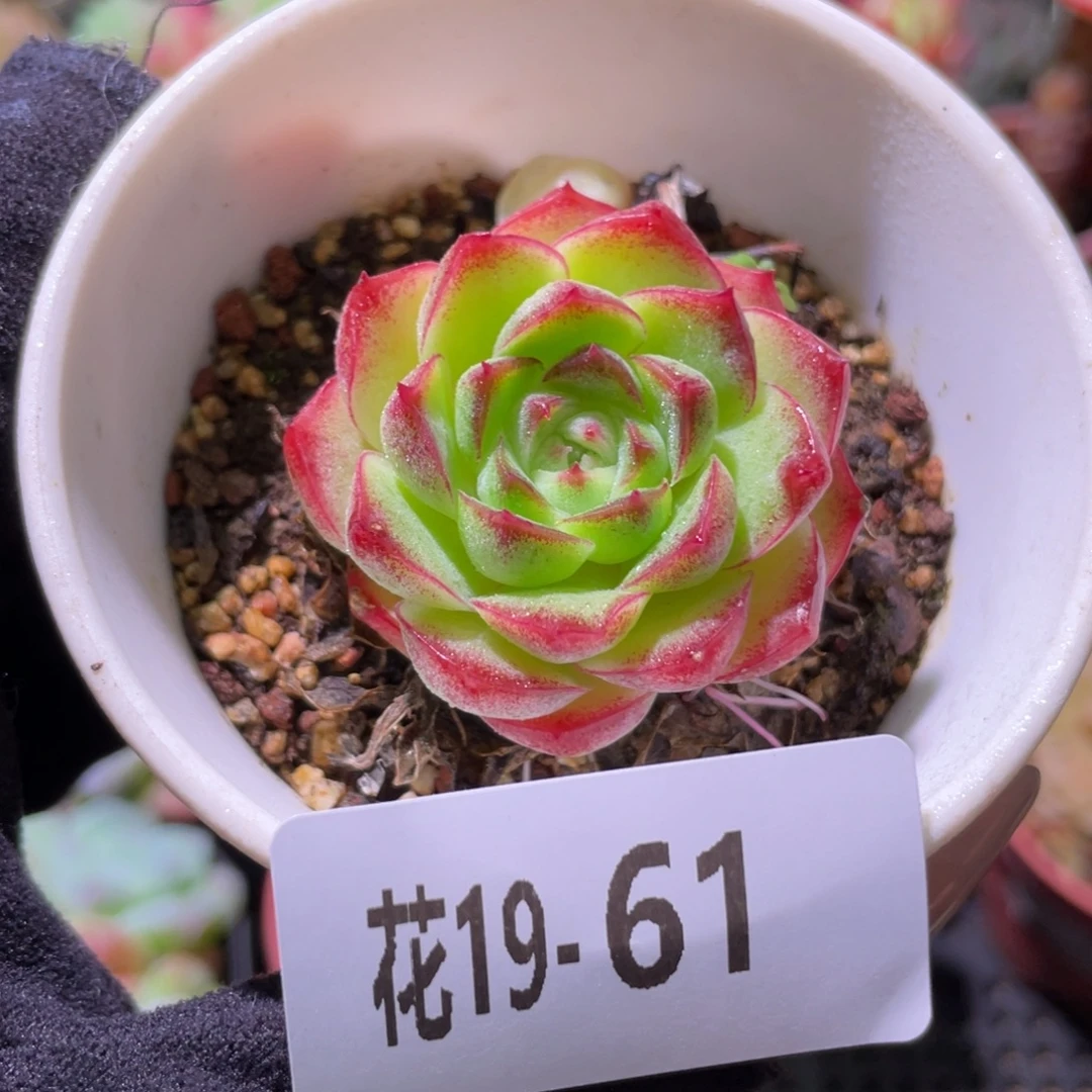 花利美19-61麦秆单头