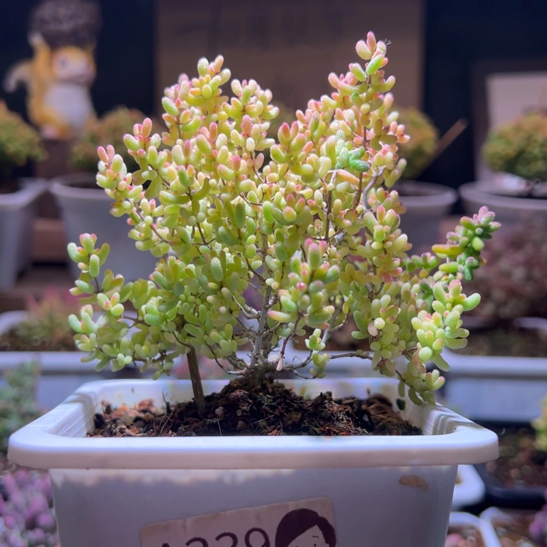 339米粒锦一物一拍包开箱