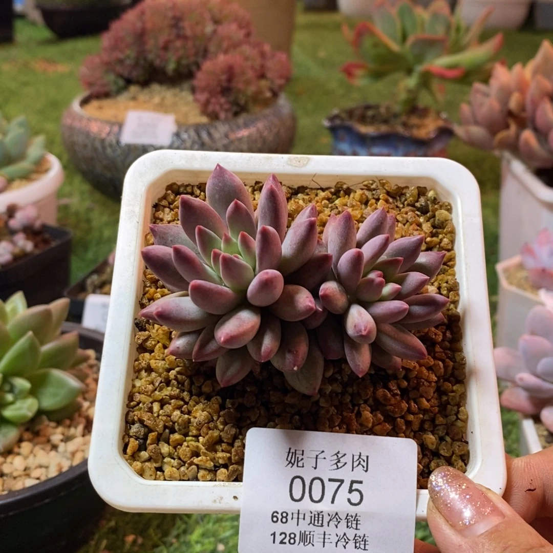 叶插流沙虞0075asasas