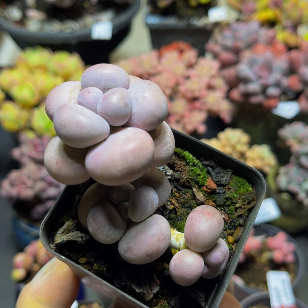 389芭比奶酪三头7厘米多肉