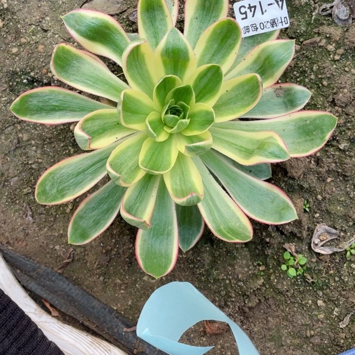 蒲***想145青莲多肉11344578
