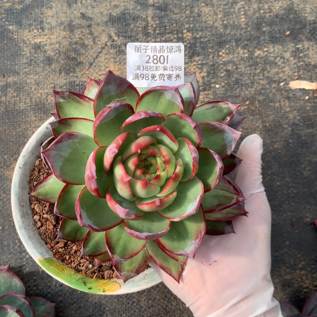 …***2801号多肉植物惊鸿15.5