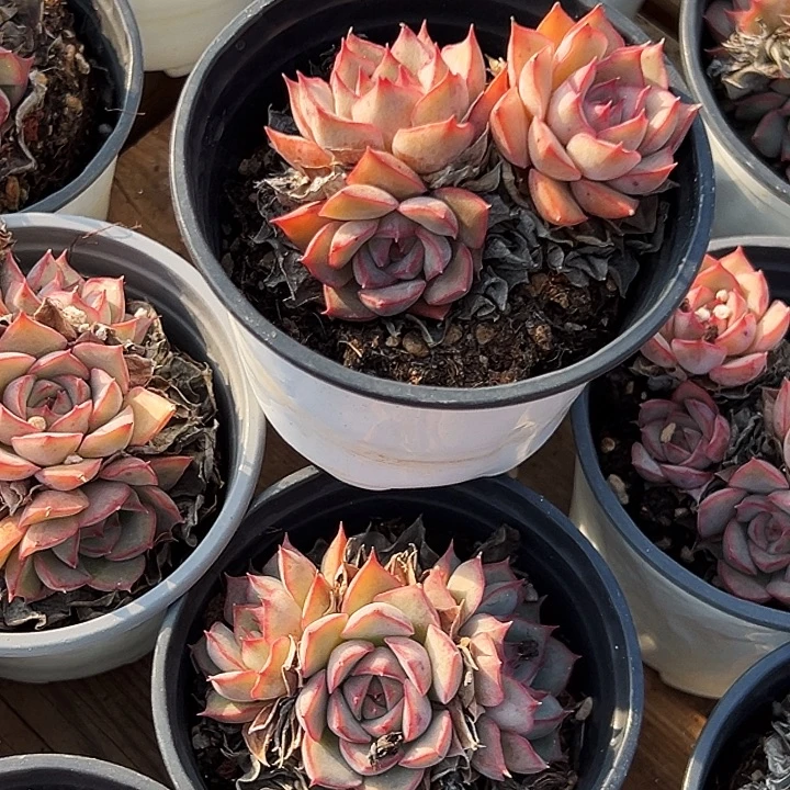 多头       艾格丽亚     玫瑰