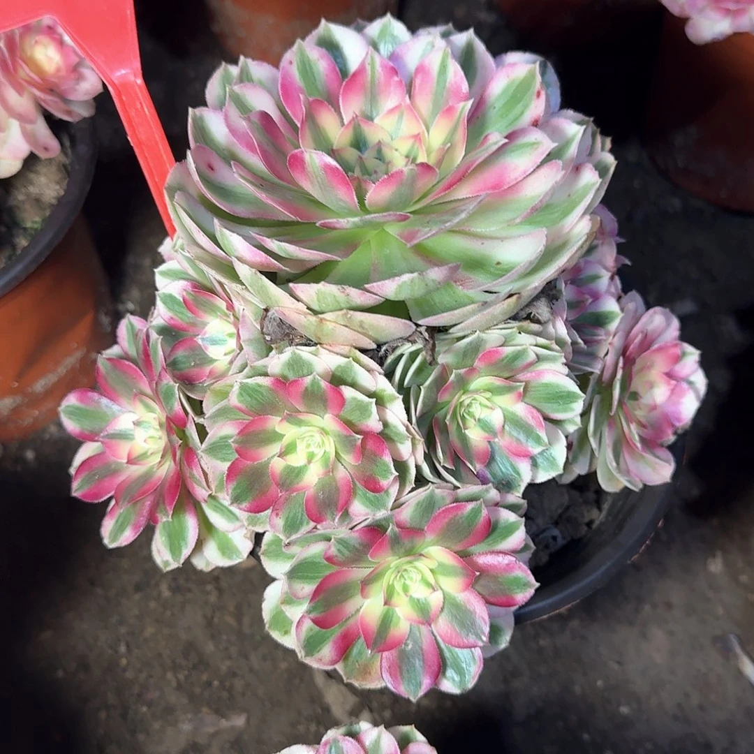 4-1012倾城多肉法师