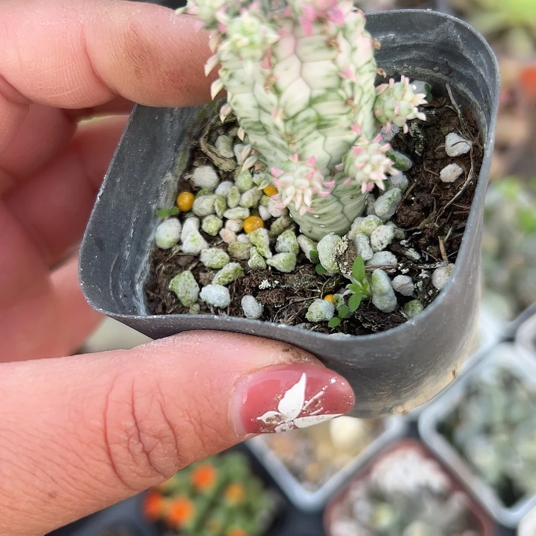 多肉植物白化麒麟锦