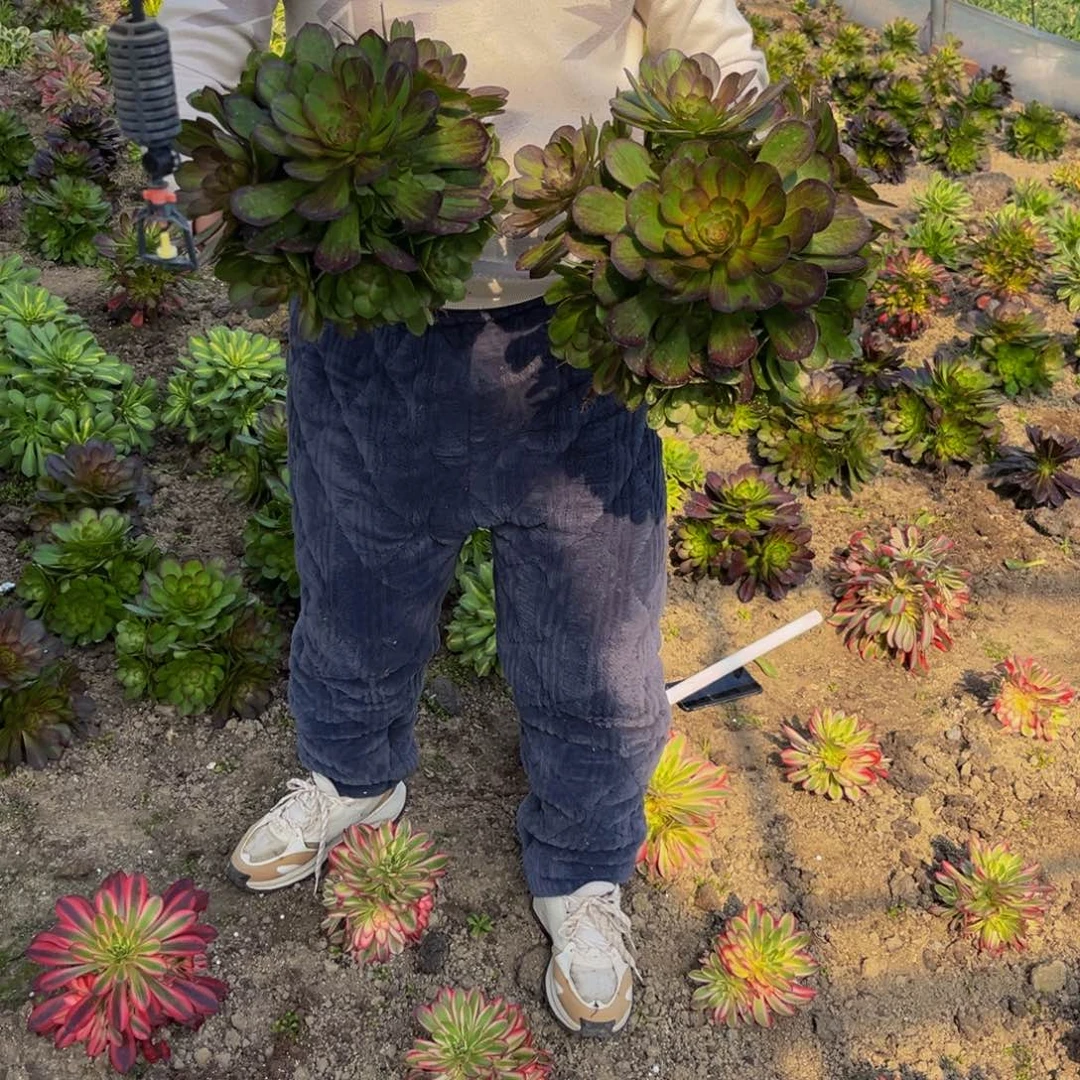 花月夜多肉植物捧花的