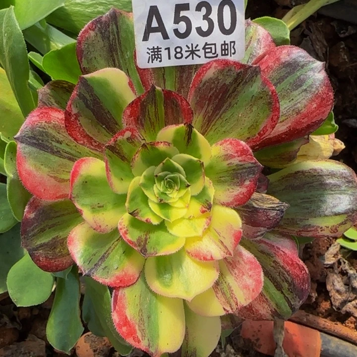 多肉法师淘宝福利