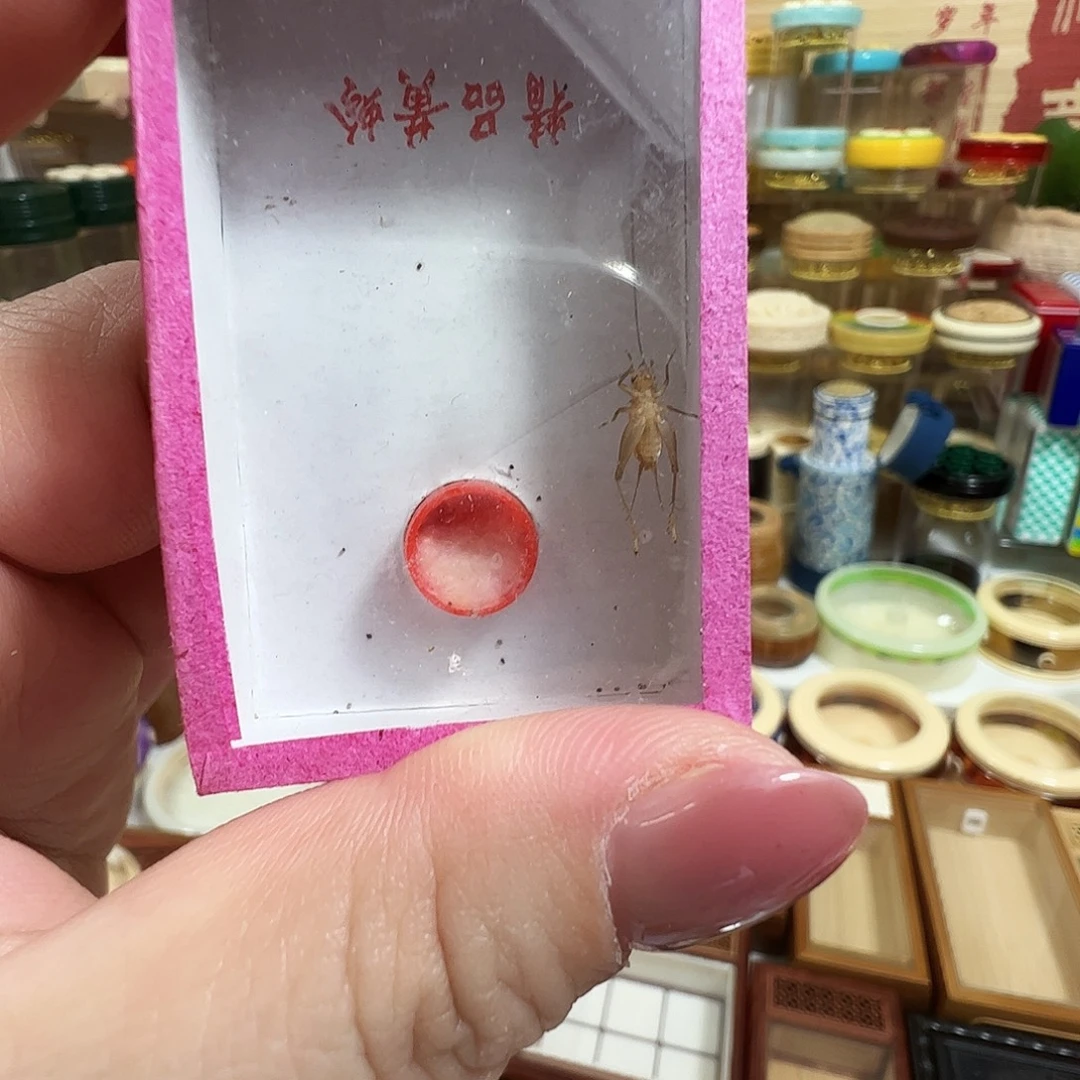 哈哈哈蟋蟀中黄两个