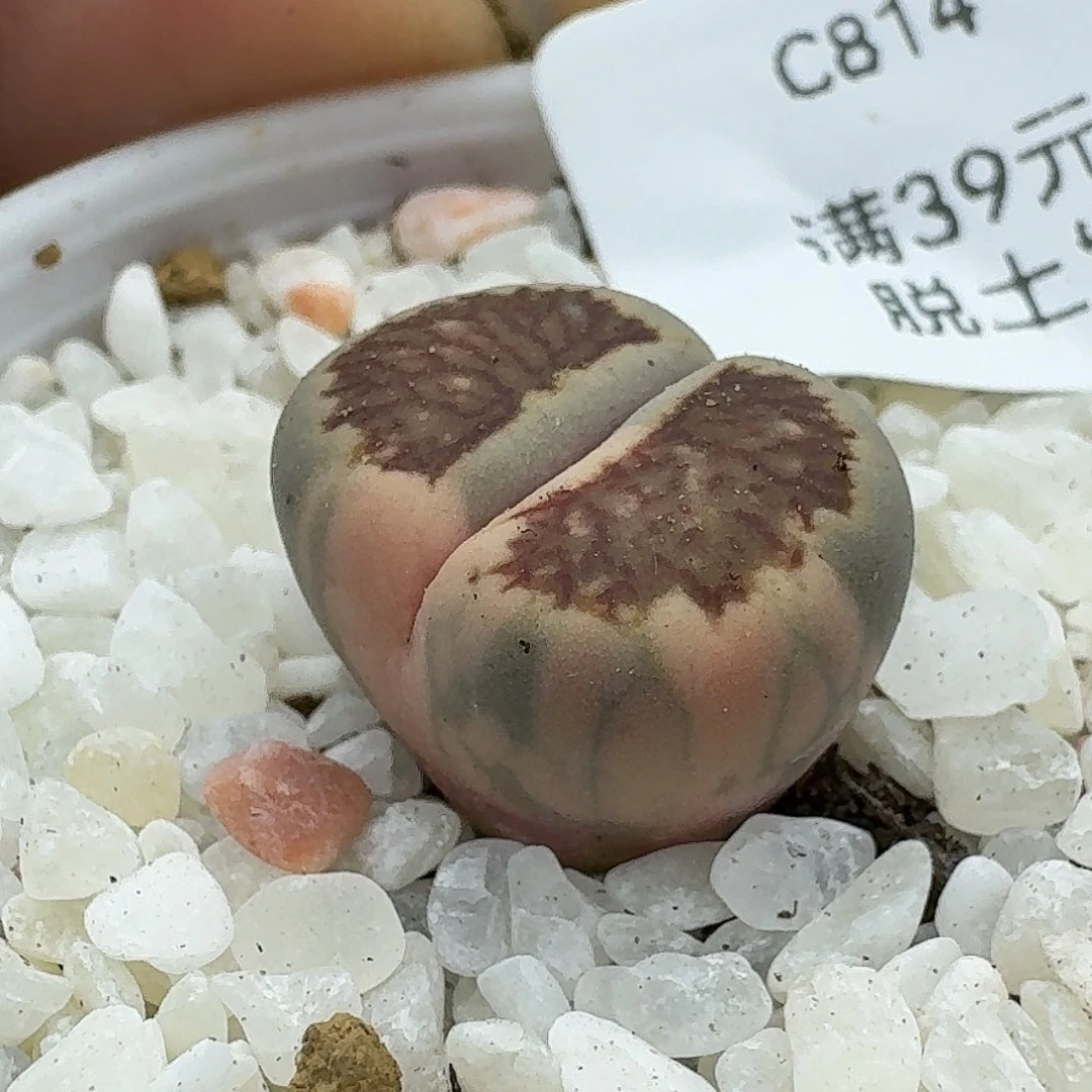814多肉哈哈哈哈哈哈