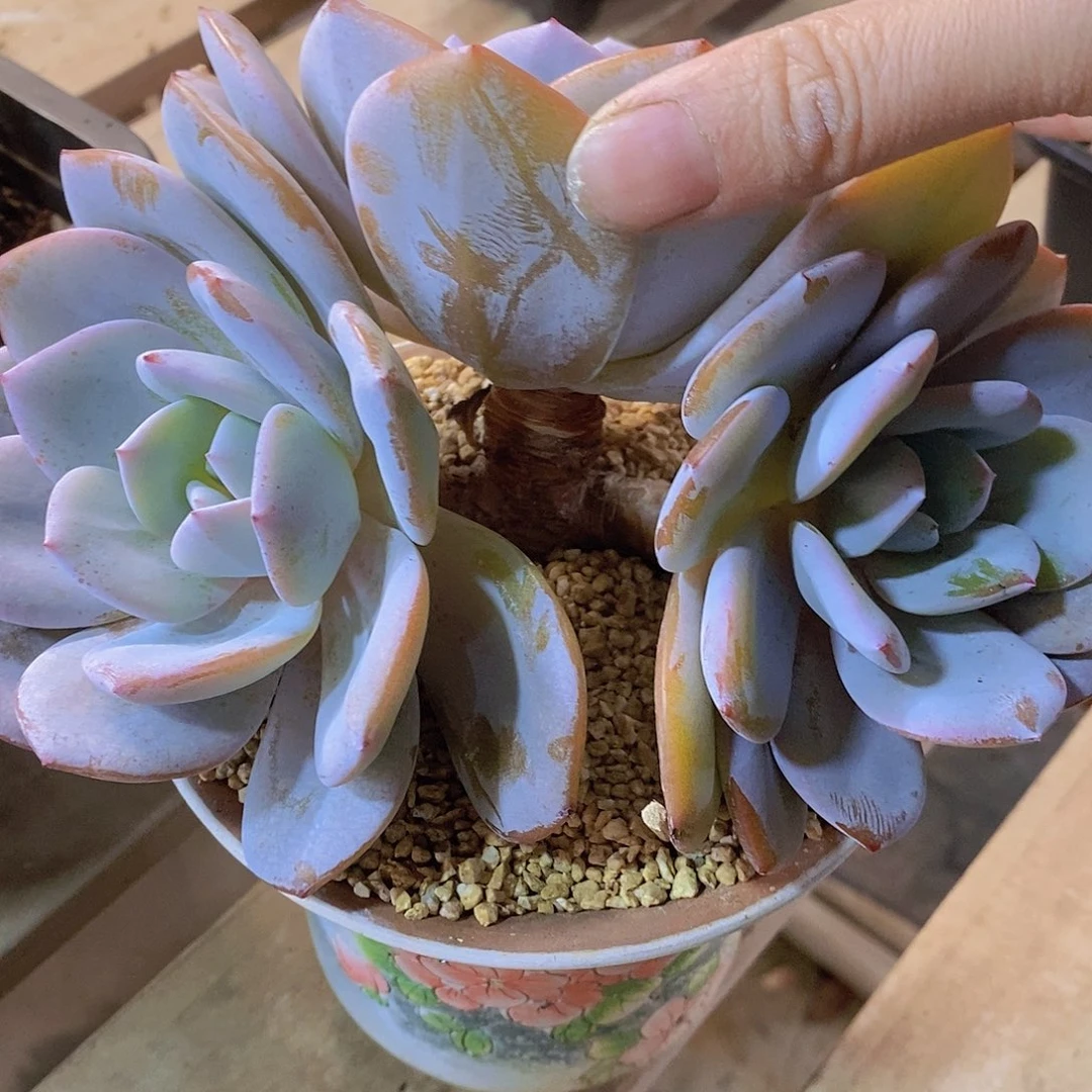 奶茶              三头