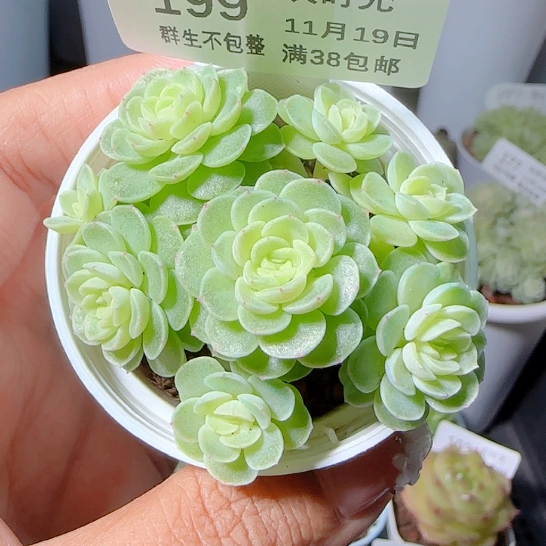 仅***）1119-199m1-86麦杆