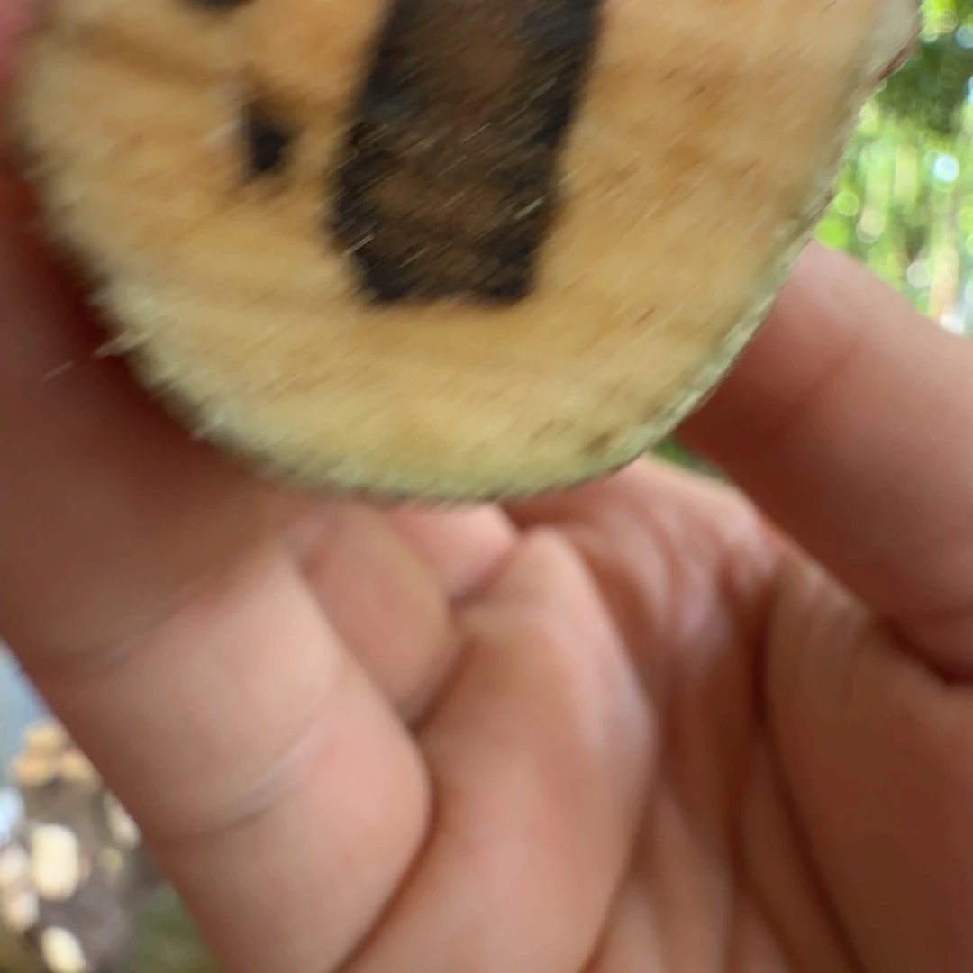 加***年线香奇楠沉香原木