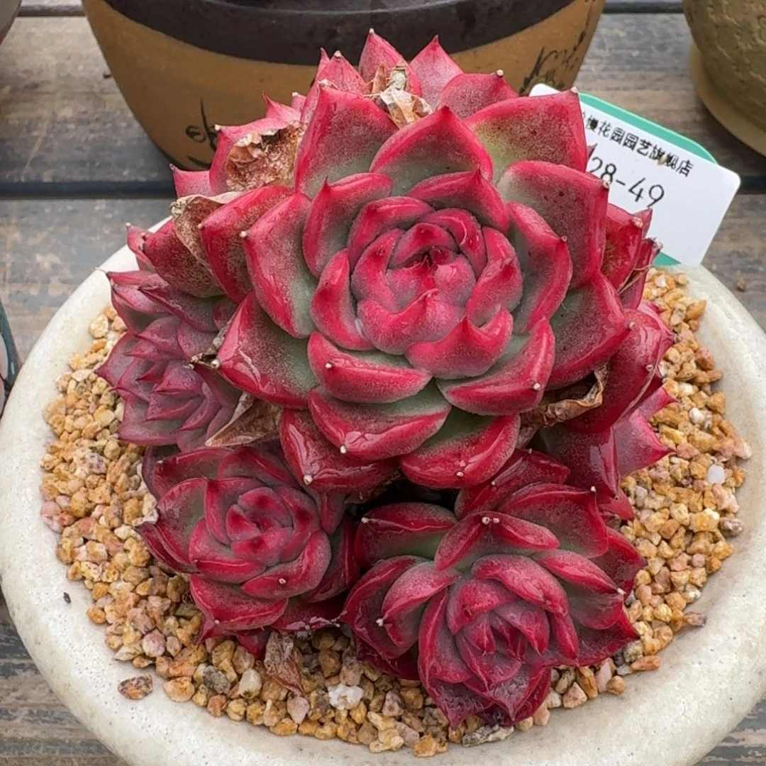 从前慢多肉精选编号1228.49