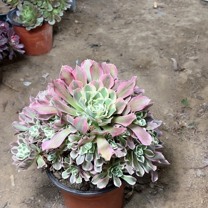 多肉植物法师白凤2