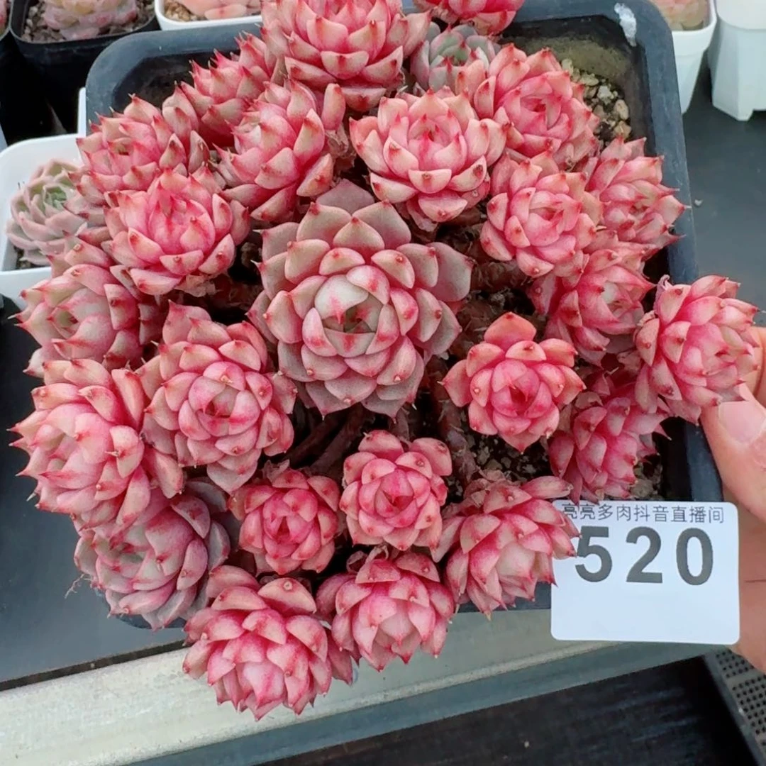 笨吧帝斯群生老桩 精品多肉