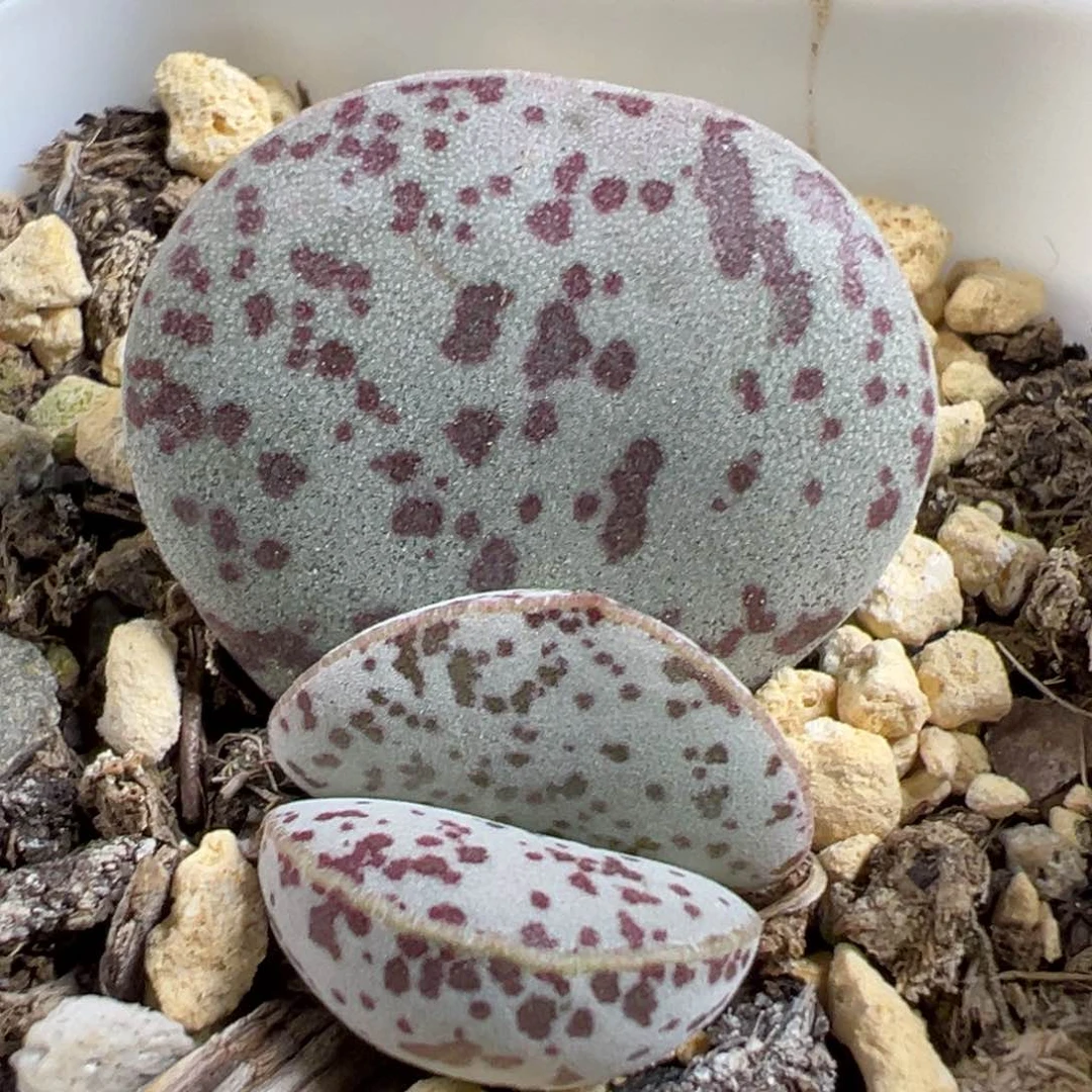 无花朵特价花蛋大苗多肉植物水泡