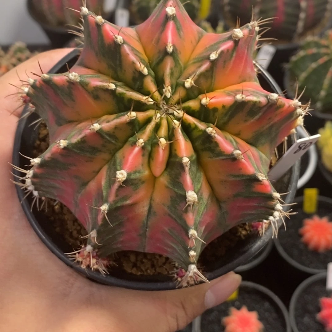 泰系全品米哈—带盆土发货8