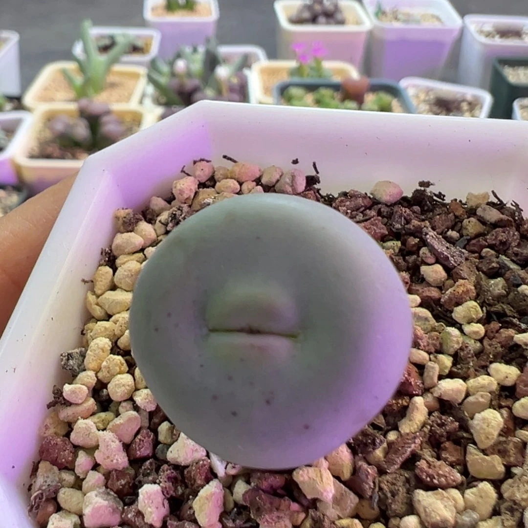 嗯***啊专拍专拍 肉锥植物