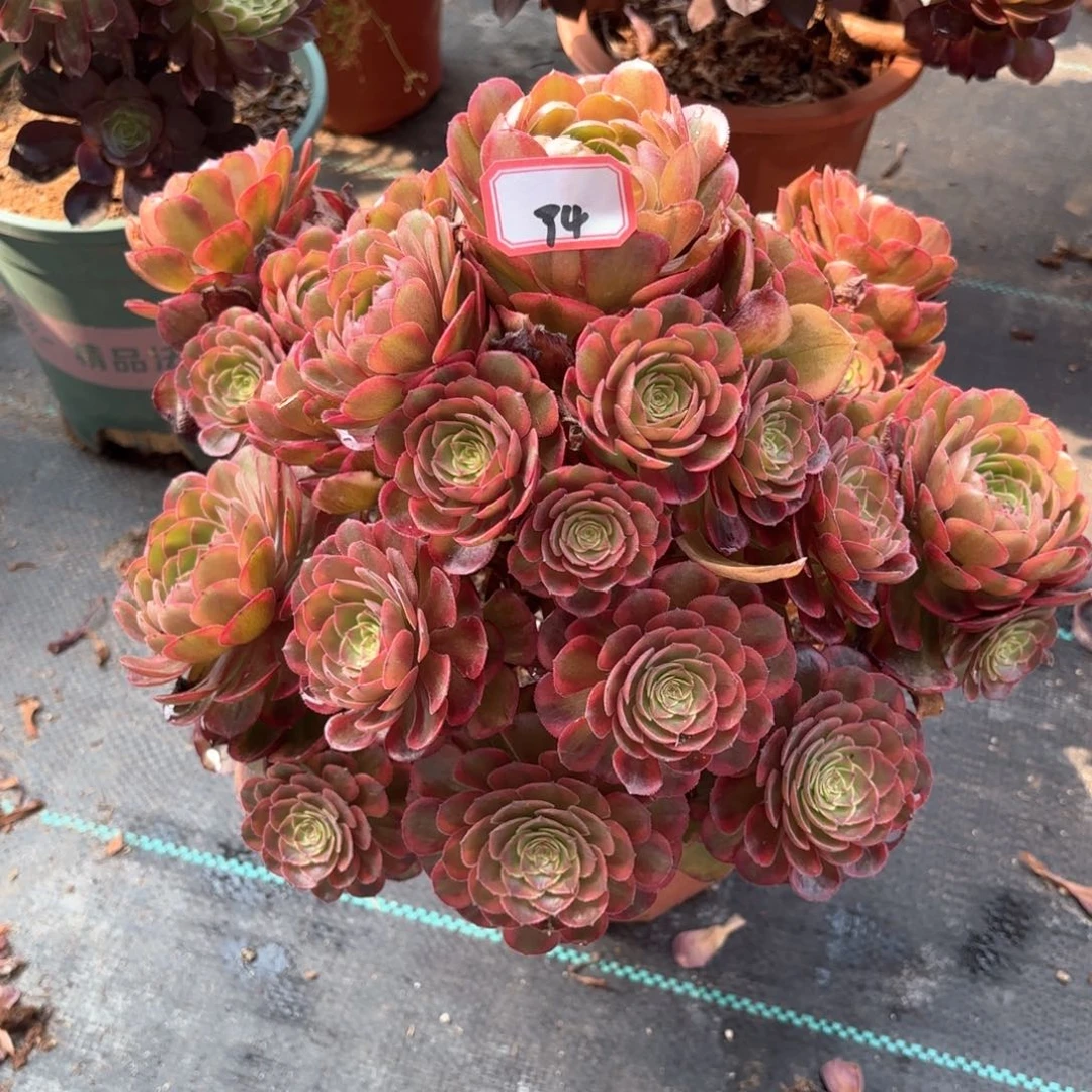 无花朵94火狐多肉植物