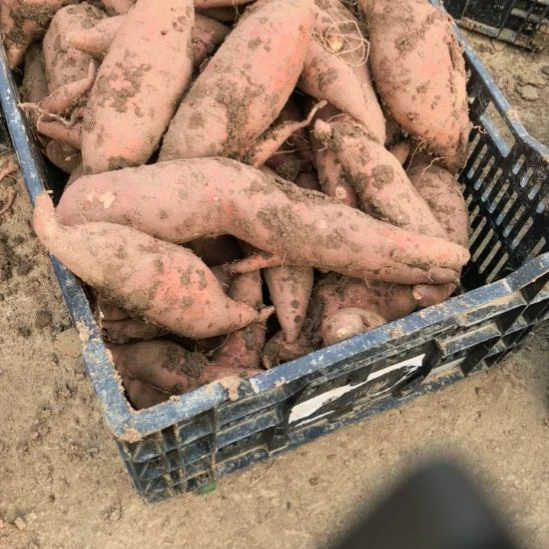 无花朵烟薯5斤（不分大小果）