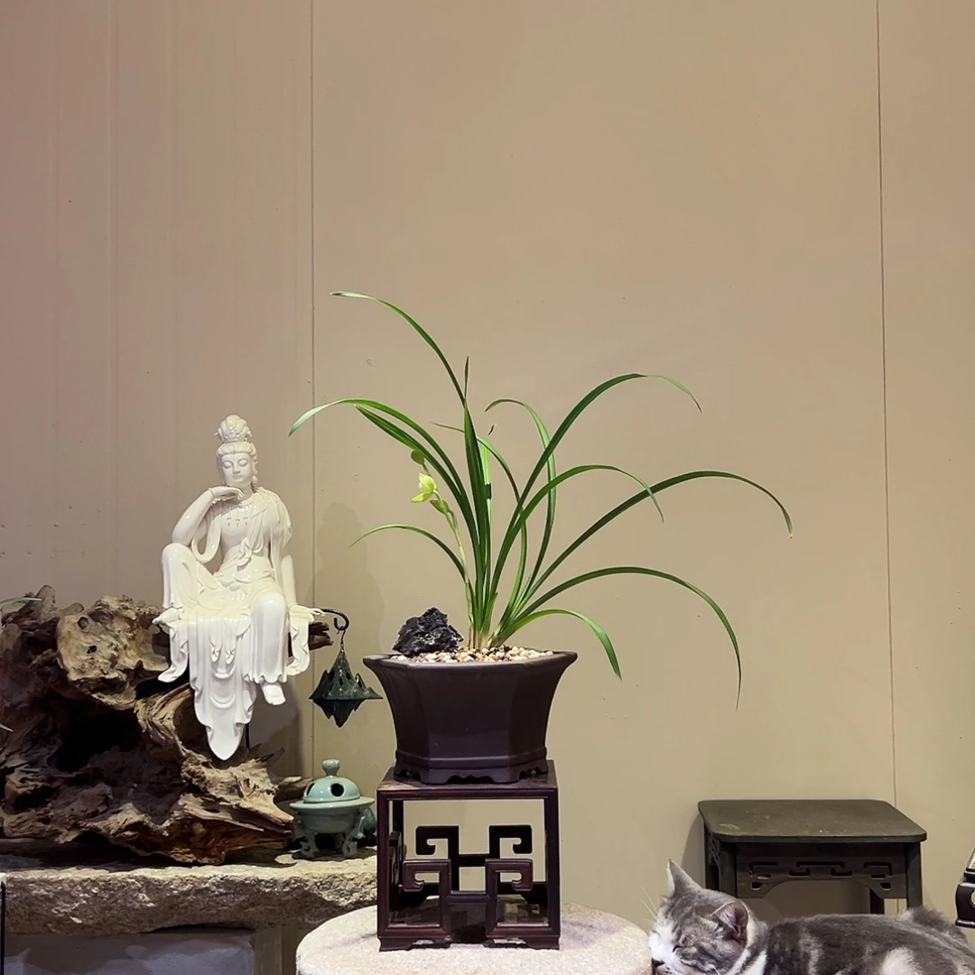 大部分花苞少量开放素荷