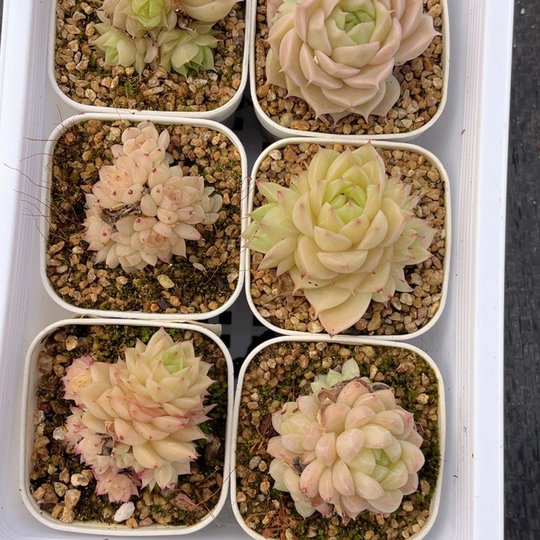 L**y622 新疆西藏内蒙不发货