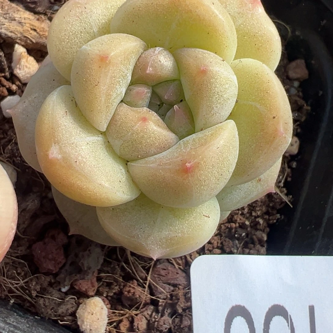 小卡拉米糖心一物一拍4-160