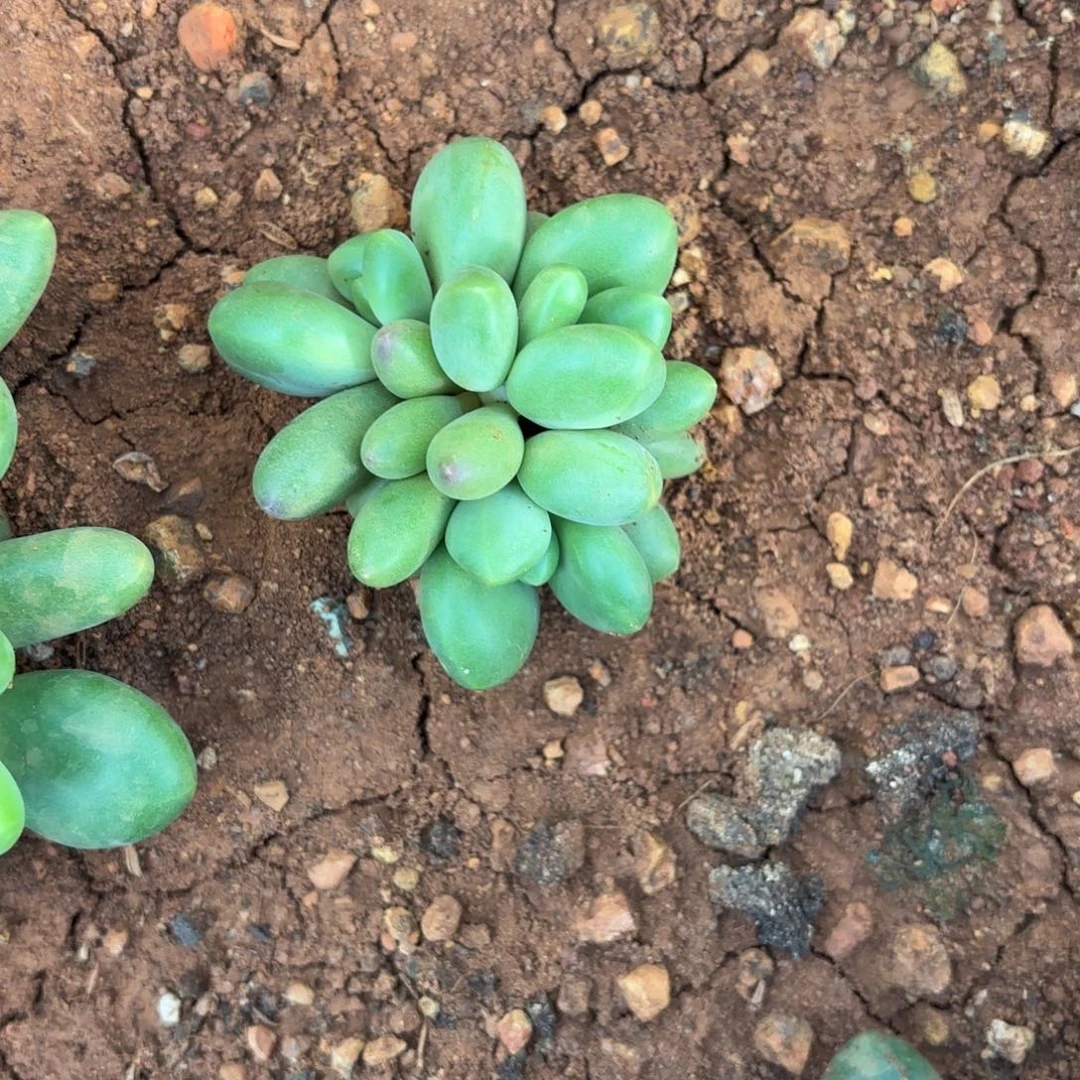 …***…芒果奶三头卡拉点点专拍9.21