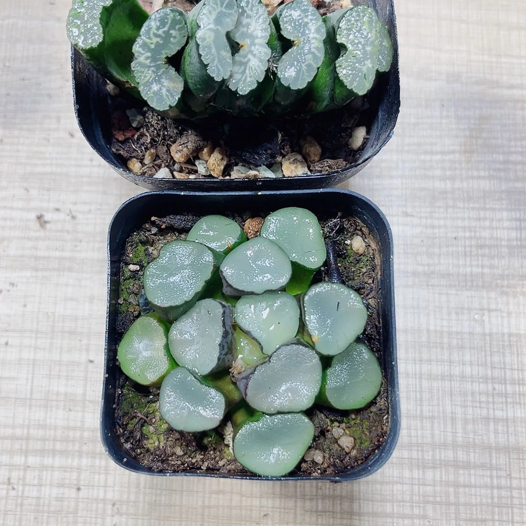 空门万象玉扇系列