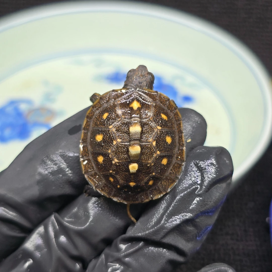 D11-3【顺丰包邮】一龟一卡人工合法养殖，箱龟苗宠物观赏小乌龟