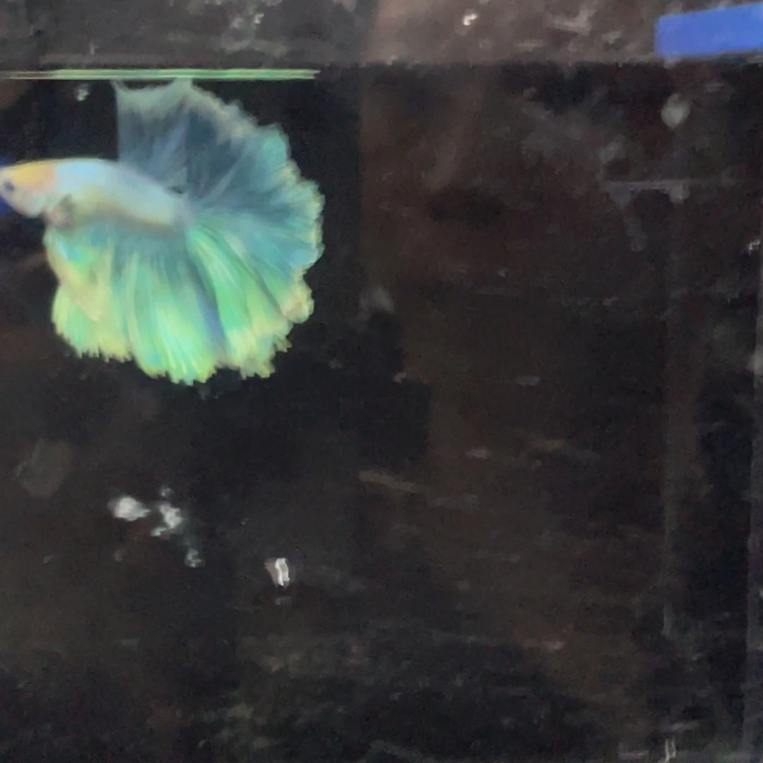 斗鱼哈哈哈哈哈523