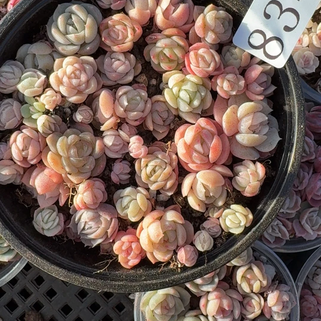 多肉植物多肉植物834