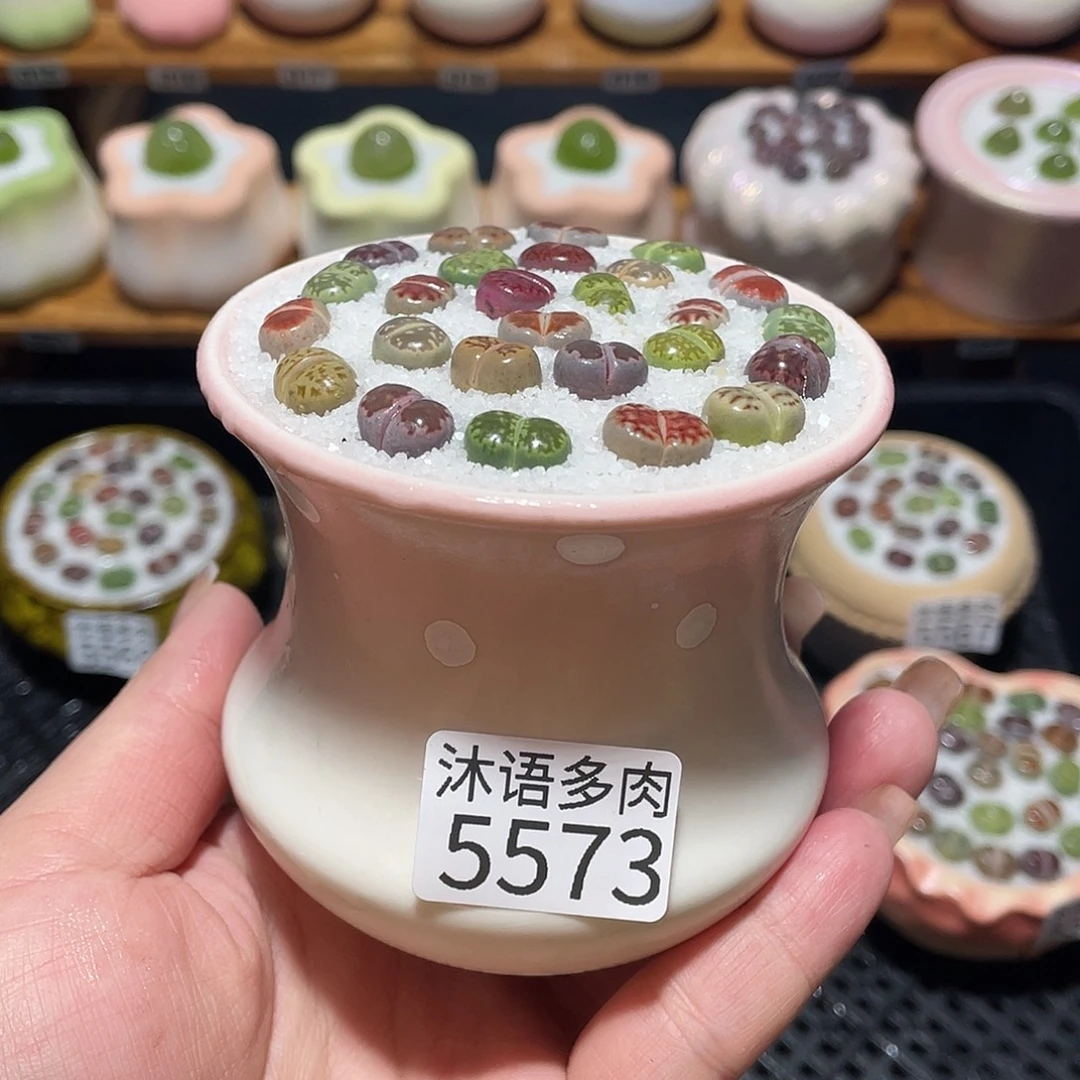 带盆土植物 一物一拍