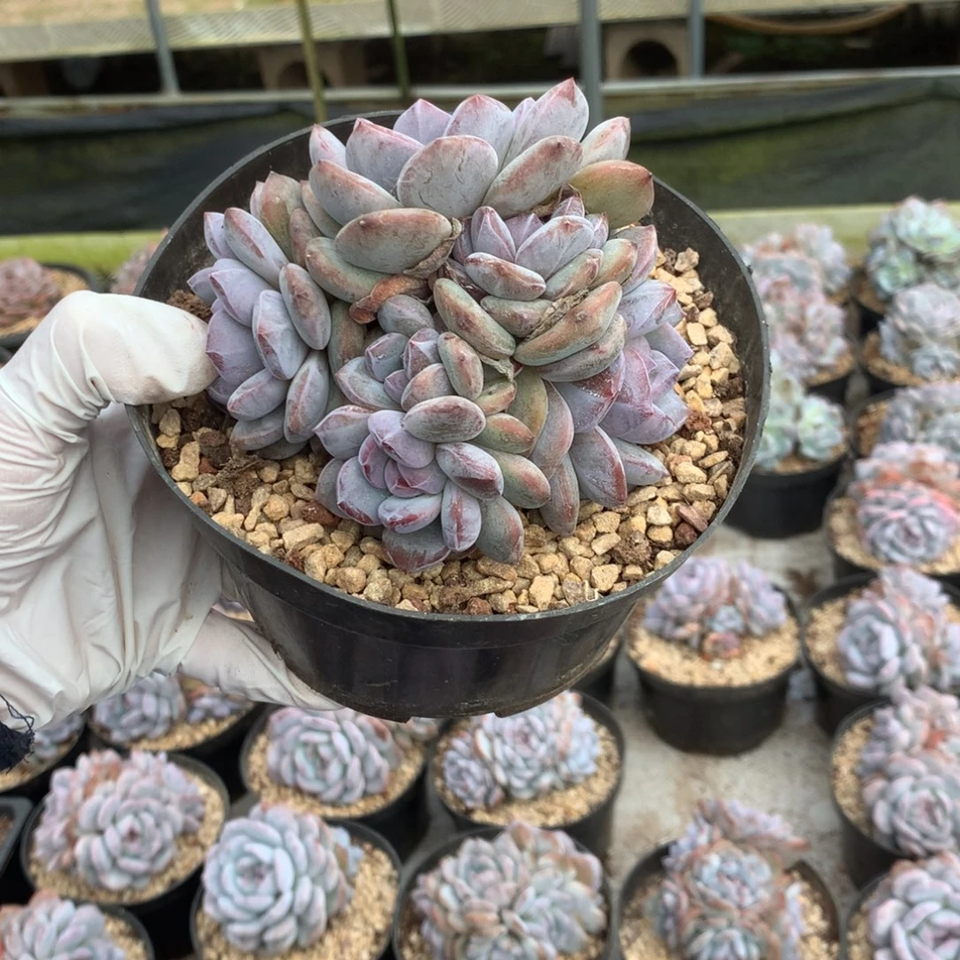 无花朵哈哈哈哈哈哈哈哈