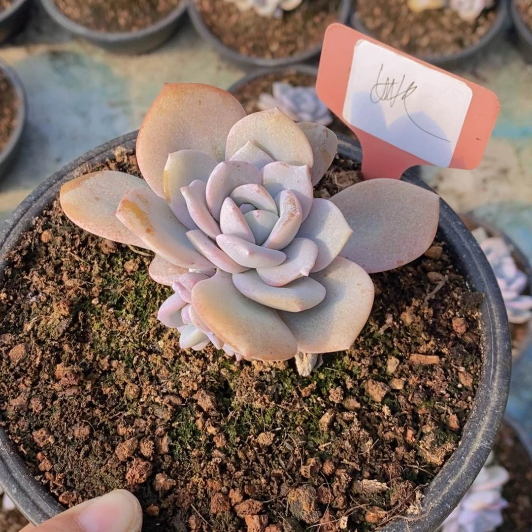 姚***垚多肉植物111111111