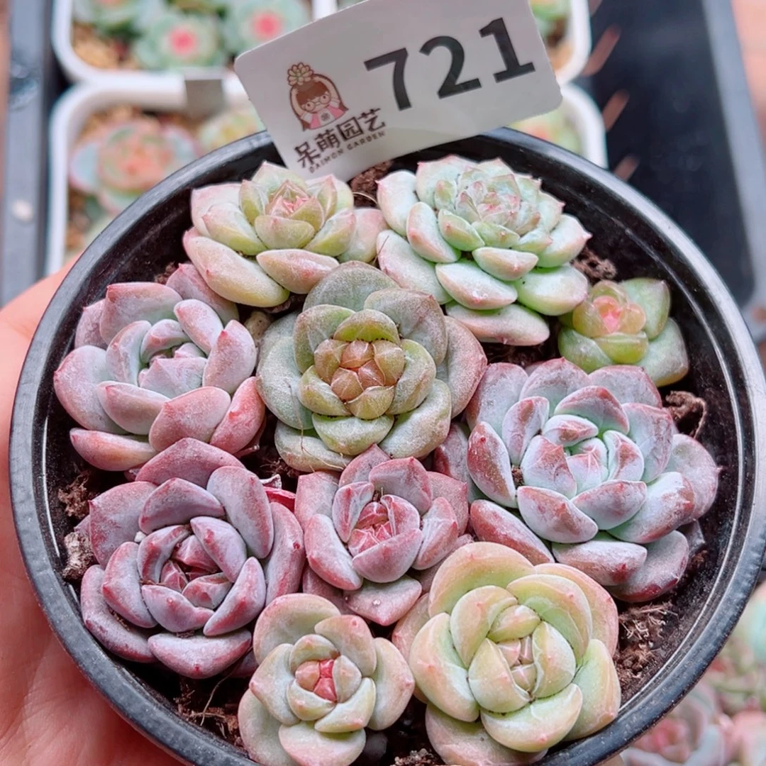 多肉植物多肉植物